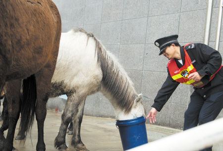 澳門今晚開特馬四不像圖——揭秘澳門賽馬文化，澳門賽馬文化揭秘，特馬四不像圖展現(xiàn)今晚精彩賽馬之夜